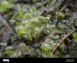 Attēlu rezultāti vaicājumam “Chiloscyphus”