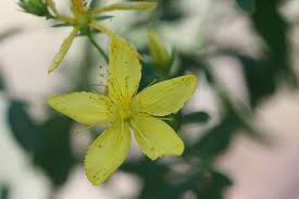 Attēlu rezultāti vaicājumam “Hypericum perforatum bud”