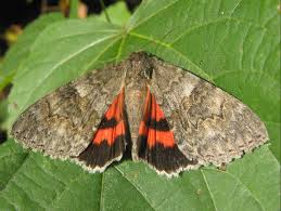 Attēlu rezultāti vaicājumam “Catocala nupta”