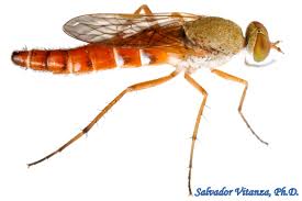 Attēlu rezultāti vaicājumam “Therevidae”