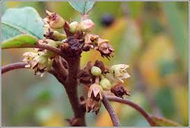 Attēlu rezultāti vaicājumam “Frangula alnus bud”