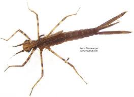 Attēlu rezultāti vaicājumam “Calopterygidae”