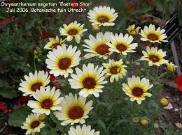 Image result for Chrysanthemum segetum