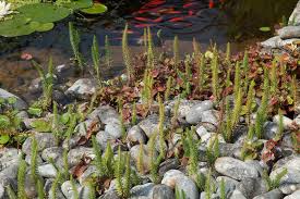 Attēlu rezultāti vaicājumam “Hippuris vulgaris”