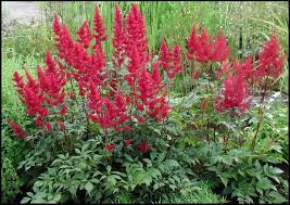 Image result for Astilbe