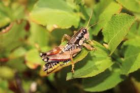 Attēlu rezultāti vaicājumam “Podisma pedestris”