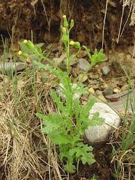 Attēlu rezultāti vaicājumam “Senecio vulgaris leaf”