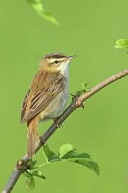 Attēlu rezultāti vaicājumam “Acrocephalus schoenobaenus adult”