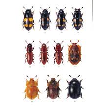 Attēlu rezultāti vaicājumam “Nitidulidae”