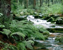 Attēlu rezultāti vaicājumam “Pteropsida”