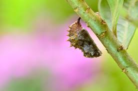 Attēlu rezultāti vaicājumam “Nymphalis xanthomelas pupa”