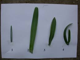 Attēlu rezultāti vaicājumam “Galanthus nivalis leaf”