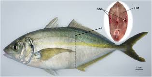 Image result for Pseudocaranx dentex