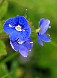 Attēlu rezultāti vaicājumam “Veronica chamaedrys flower”