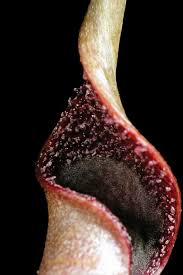 Attēlu rezultāti vaicājumam “Cribraria ferruginea macro”