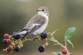 Attēlu rezultāti vaicājumam “Ficedula hypoleuca juvenile”