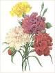 Carnations_redoute.JPG