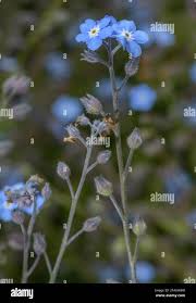 Attēlu rezultāti vaicājumam “Myosotis stricta fruit”