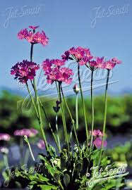 Attēlu rezultāti vaicājumam “Primula farinosa flower”