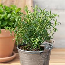 Image result for Rosmarin