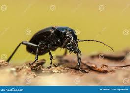 Attēlu rezultāti vaicājumam “Carabus glabratus”