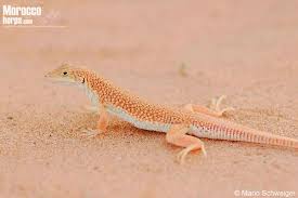 Attēlu rezultāti vaicājumam “Acalitus longisetosus”