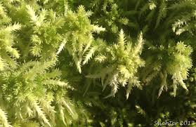 Attēlu rezultāti vaicājumam “Sphagnum squarrosum”