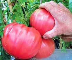 Afbeeldingsresultaat voor Pink Brandywine tomato