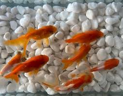 Image result for 金魚