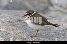 Attēlu rezultāti vaicājumam “Charadrius hiaticula adult”
