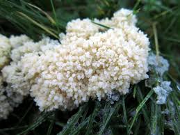 Attēlu rezultāti vaicājumam “Fuligo cinerea”