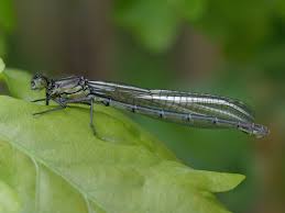 Attēlu rezultāti vaicājumam “Erythromma najas”