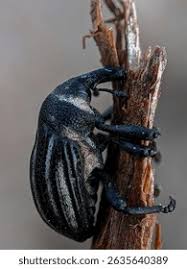 Attēlu rezultāti vaicājumam “Alleculidae”