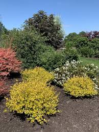Attēlu rezultāti vaicājumam “Betula nana flower”