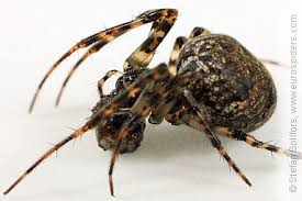 Attēlu rezultāti vaicājumam “Metellina merianae”