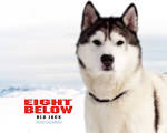 Eight Below Wallpapers | 1280x1024