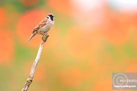 Image result for Passer montanus