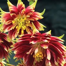 Image result for Aquilegia vulgaris `Nora Barlow`
