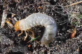 Attēlu rezultāti vaicājumam “Phyllopertha horticola imago”