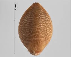 Attēlu rezultāti vaicājumam “Setaria viridis fruit”