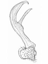 Attēlu rezultāti vaicājumam “Strongylosoma pallipes”