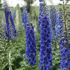 Attēlu rezultāti vaicājumam “Delphinium elatum”