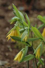 Attēlu rezultāti vaicājumam “Uvularia grandiflora flower”