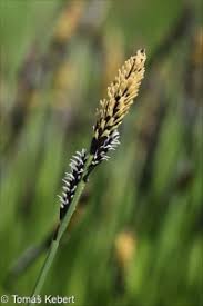 Attēlu rezultāti vaicājumam “Carex cespitosa flower”