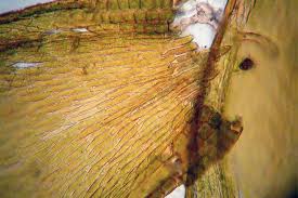 Attēlu rezultāti vaicājumam “Platygyrium repens”