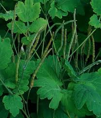 Attēlu rezultāti vaicājumam “Chelidonium majus leaf”