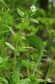 Attēlu rezultāti vaicājumam “Moehringia trinervia”