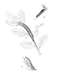 Attēlu rezultāti vaicājumam “Phytometra viridaria”