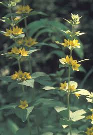 Attēlu rezultāti vaicājumam “Lysimachia punctata”