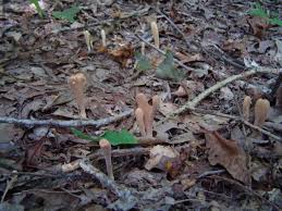 Attēlu rezultāti vaicājumam “Clavariadelphus pistillaris”
